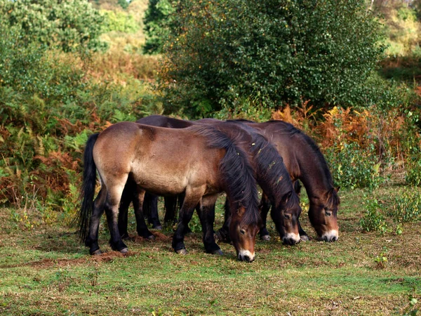 Drei Seltene Rassen Exmoor Ponys Grasen Auf Heideflächen — Stockfoto