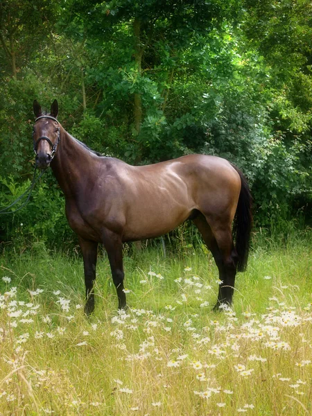 Lindo Cavalo Baía Fica Prado Flores Silvestres Verão — Fotografia de Stock