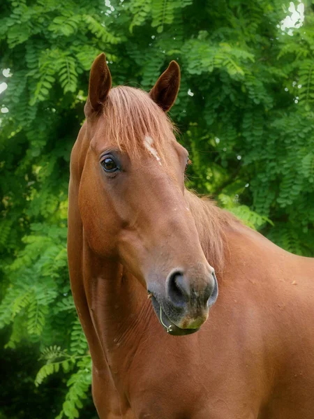 Een Hoofd Shot Van Een Kastanje Oudere Paard Tegen Een — Stockfoto