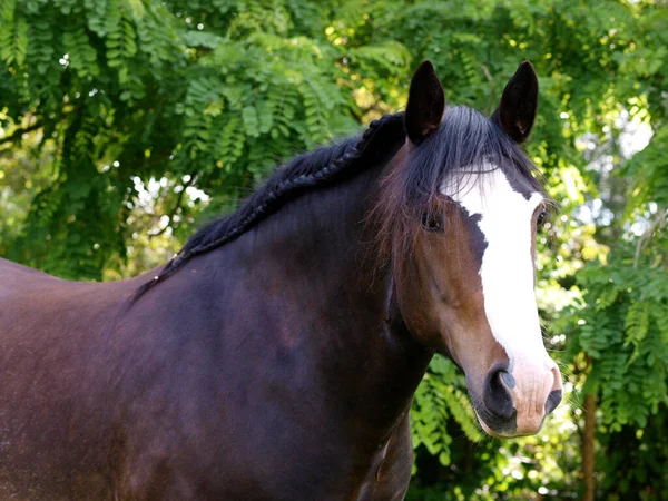 Tiro Cabeça Cavalo Pesado Baía Com Uma Crina Trançada — Fotografia de Stock