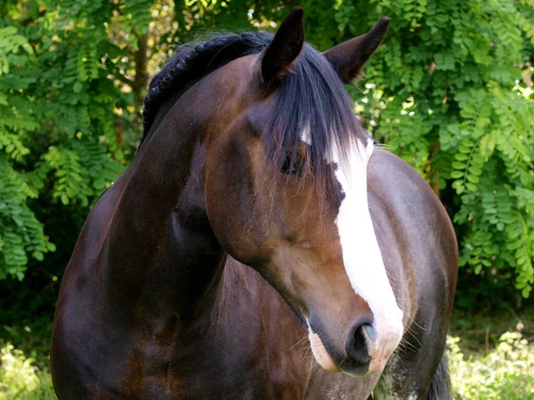 Een Hoofd Schot Van Een Baai Zwaar Paard Met Een — Stockfoto