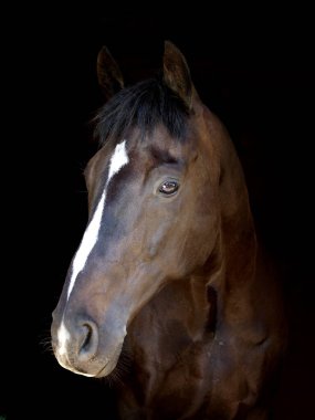 Siyah bir arka planda güzel bir Bay Horse 'un vesikalığı..