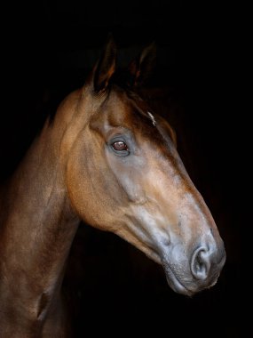 Siyah bir arka planda güzel bir Bay Horse 'un vesikalığı..