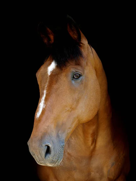 Tiro Cabeza Hermoso Caballo Bahía Sobre Fondo Negro — Foto de Stock