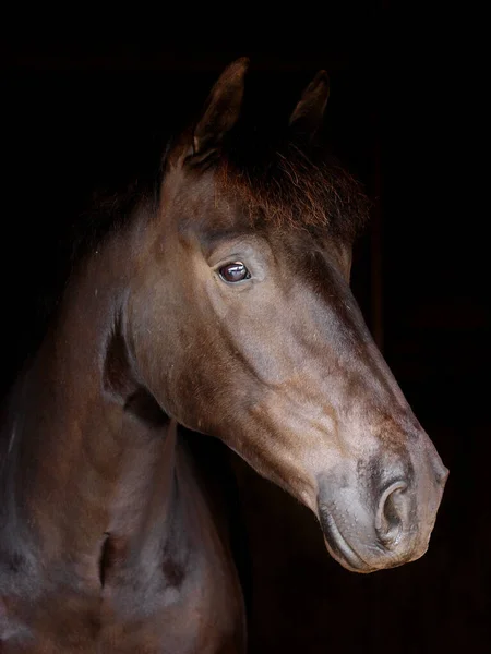 Een Hoofd Shot Van Een Prachtige Baai Paard Tegen Een — Stockfoto