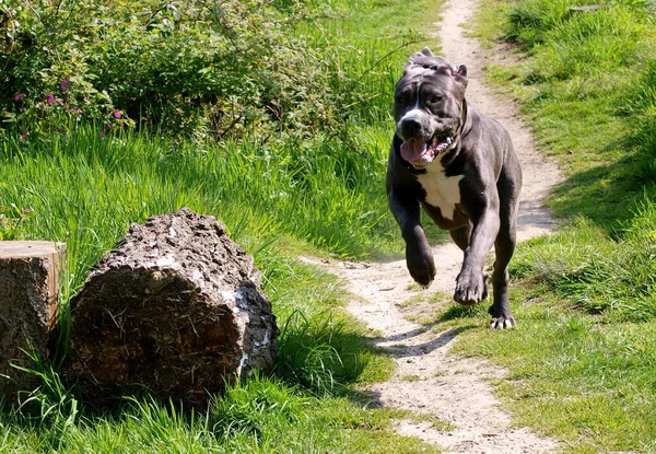 A large grey Mastiff type dog plays in a summer meadow of long grass.