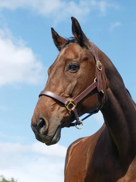 A head shot of a beautiful horse against a big blue sky.