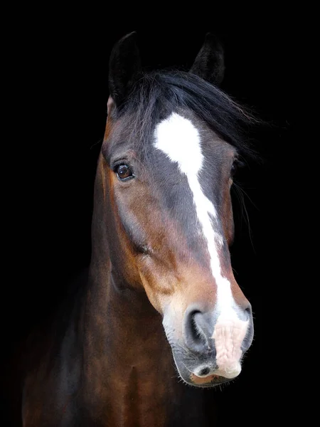 Head Shot Beautiful Bay Horse Black Background — Stock Photo, Image