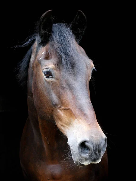 Een Hoofd Shot Van Een Prachtige Baai Paard Tegen Een — Stockfoto