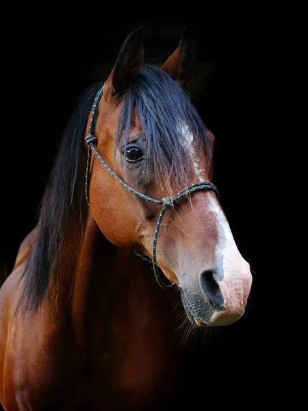 Kopfschuss Eines Schönen Braunen Pferdes Vor Schwarzem Hintergrund — Stockfoto