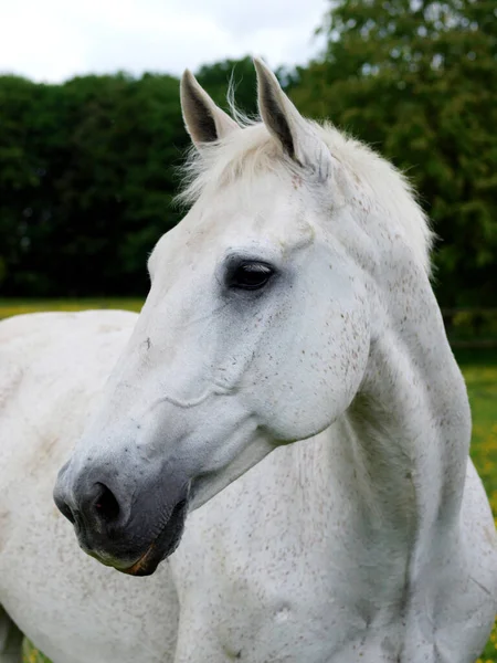 Tiro Cabeça Cavalo Cinzento Mais Velho Piquete Verão — Fotografia de Stock