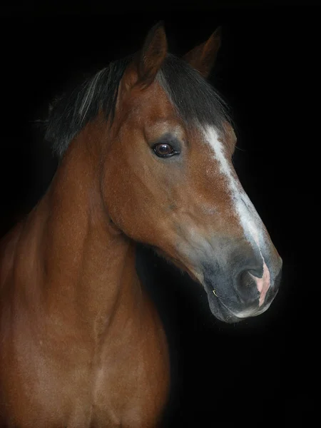 Siyah Bir Arka Planda Bir Bay Horse Kafa Fotoğrafı — Stok fotoğraf
