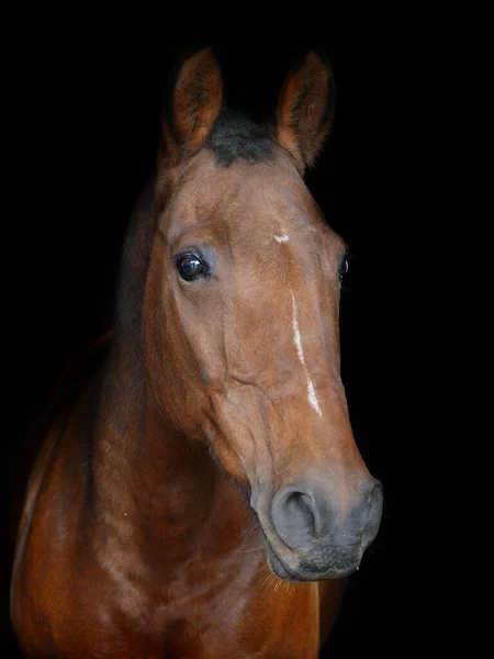 Снимок Лошади Черном Фоне — стоковое фото
