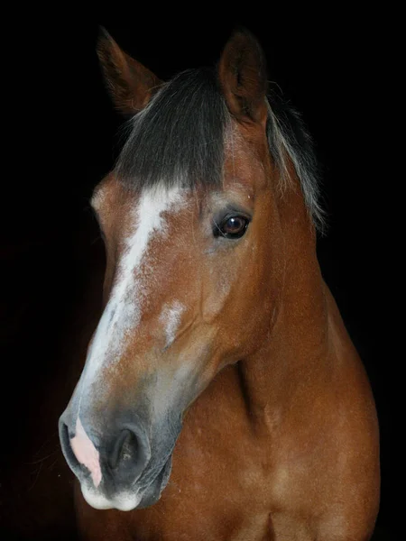 Ett Huvud Skott Bay Häst Mot Svart Bakgrund — Stockfoto