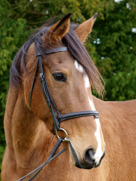 古い馬の頭のショットは カタツムリの毛を身に着けている — ストック写真