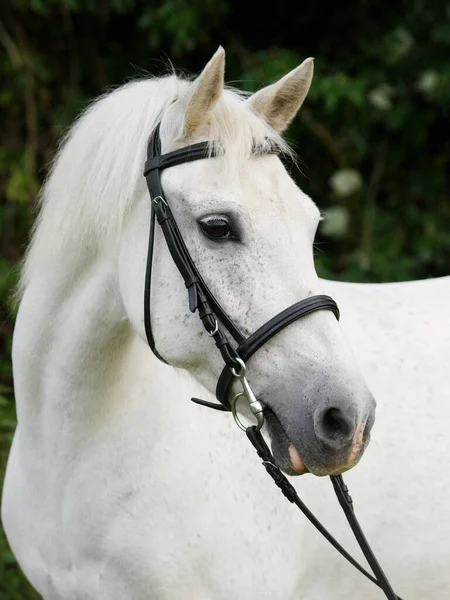 Tiro Cabeza Bonito Pony Gris Una Brida Snaffe —  Fotos de Stock