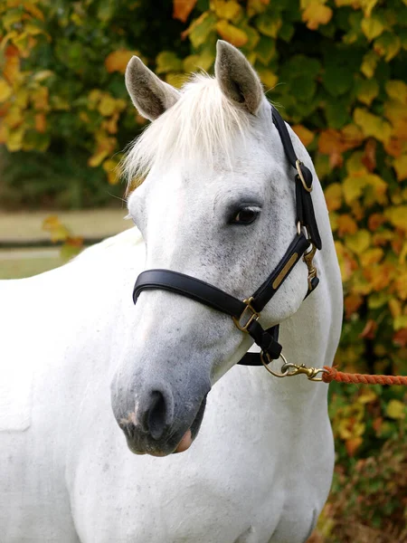 Tiro Cabeça Cavalo Cinzento Deslumbrante Colar Cabeça — Fotografia de Stock