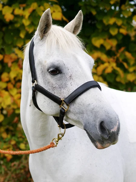 頭の襟に見事な灰色の馬の頭のショット — ストック写真