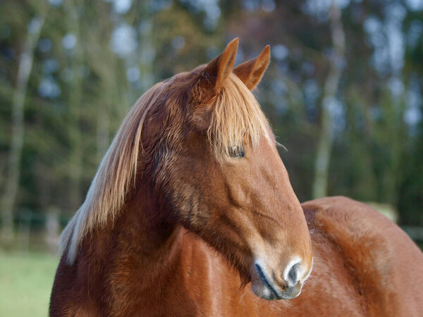 A head shot of a rare breed Suffolk Punch horse out in a paddock.