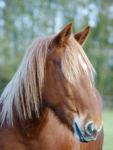 Tiro Cabeza Una Raza Rara Suffolk Punch Caballo Paddock — Foto de Stock