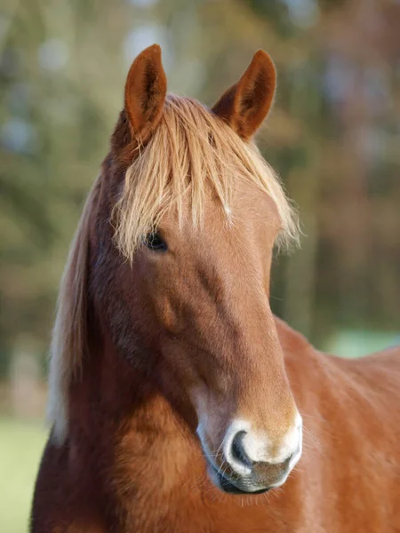 A head shot of a rare breed Suffolk Punch horse out in a paddock.