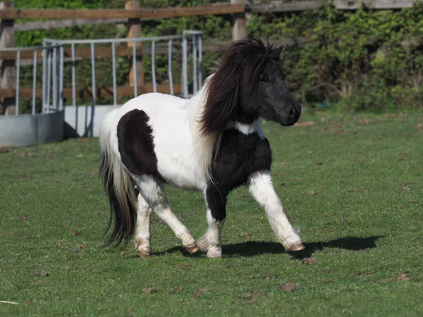 Een Miniatuur Shetland Pony Speelt Vrijheid Een Paddock — Stockfoto