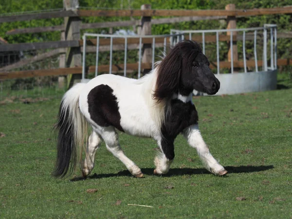 Pônei Shetland Miniatura Joga Liberdade Uma Paddock — Fotografia de Stock