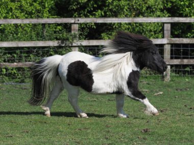 Minyatür bir Shetland midillisi otlakta özgürce oynuyor..