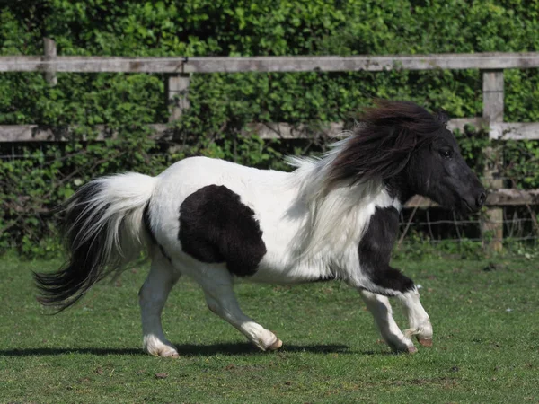Miniatyr Shetland Ponny Spelar Frihet Hage — Stockfoto