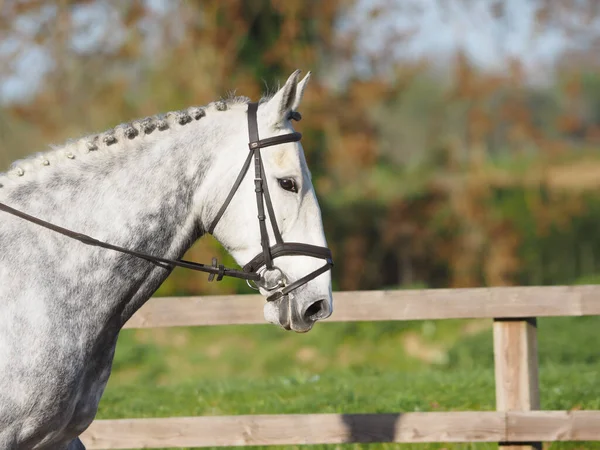 Grey Plaited Horse Snaffle Bridle Flash Noseband — Stock Photo, Image