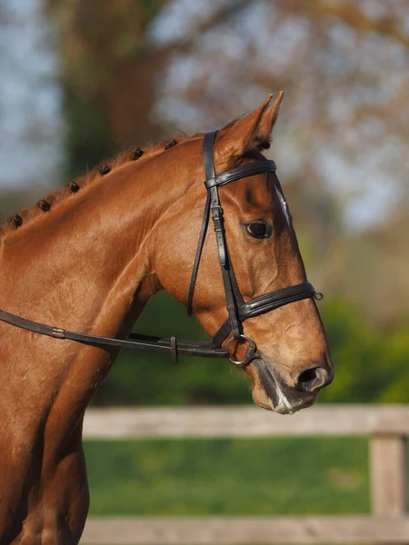 Coup Tête Cheval Châtaignier Dans Une Bride Serpent — Photo