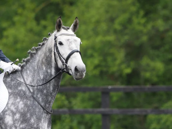 Zdjęcie Siwego Konia Ringu Ujeżdżeniowym — Zdjęcie stockowe