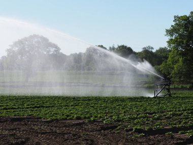 Bir tarla sulama sistemi tarafından tahriş edilen bir patates mahsulü.