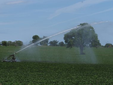 Bir tarla sulama sistemi tarafından sulanan patates mahsulü.