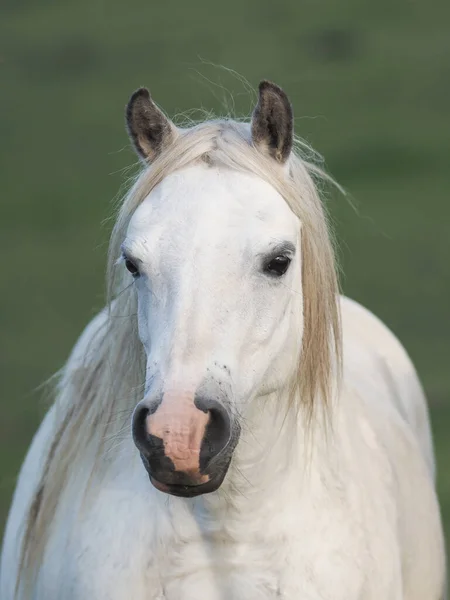 一只灰色威尔士小马在夏天的围场上的头像 — 图库照片