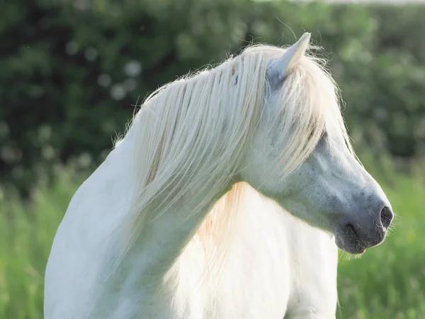 Una Foto Pony Gris Galés Con Una Melena Larga —  Fotos de Stock