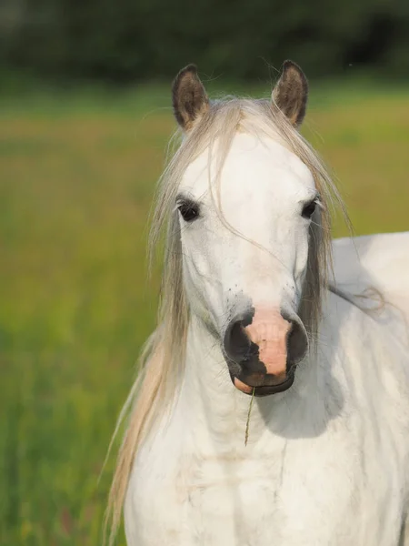 Bild Grå Ponny Med Lång Man — Stockfoto