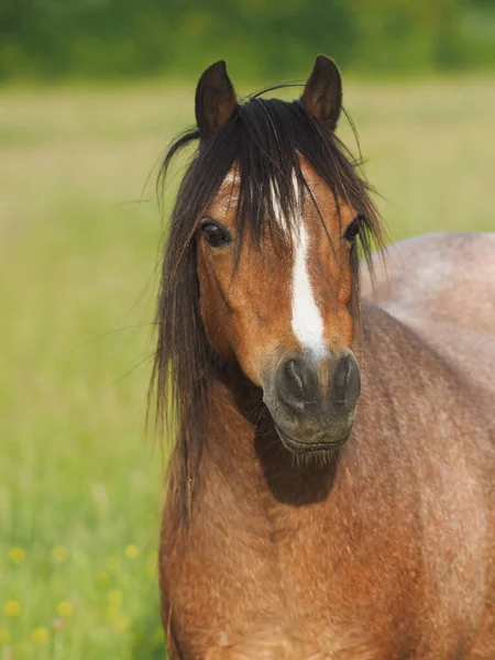 Headshot Roan Welsh Pony Summer Paddock — Stock Photo, Image
