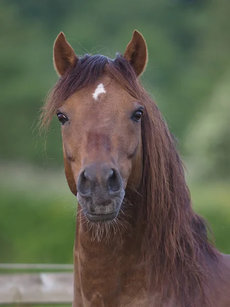 Headshot Bay Welsh Section Stallion — Stock Photo, Image