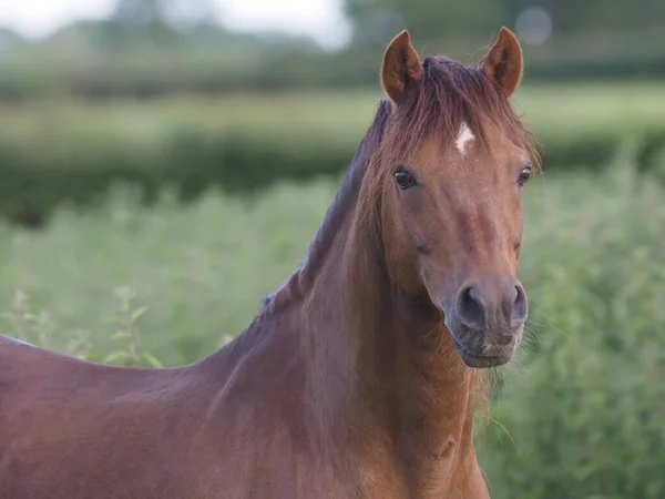 Ein Kopfschuss Eines Braunen Welsh Sektion Hengstes — Stockfoto