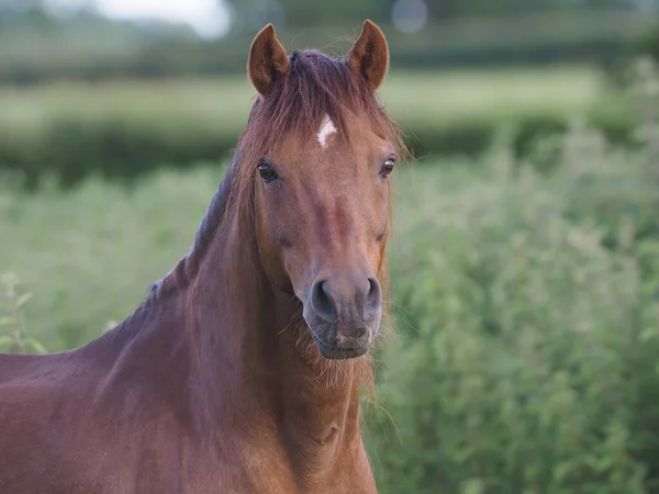 Ein Kopfschuss Eines Braunen Welsh Section Pony — Stockfoto