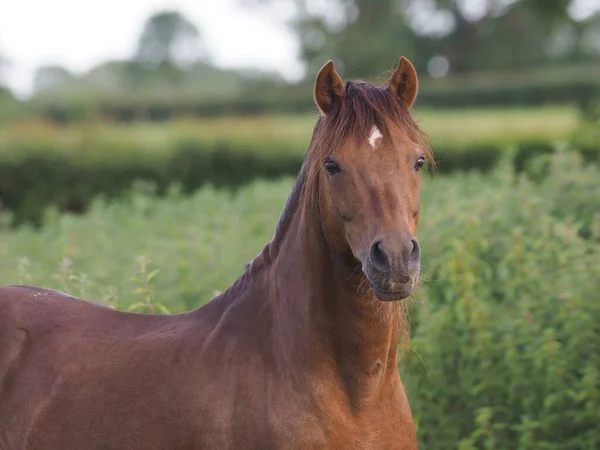 Headshot Bay Welsh Pony Stallion — Stock Photo, Image