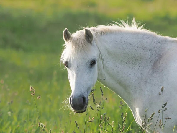 Bild Grå Walesisk Ponny Som Står Äng Med Långt Gräs — Stockfoto