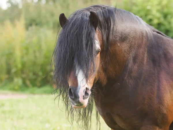 Headshot Bay Stallion Long Mane — Stock Photo, Image