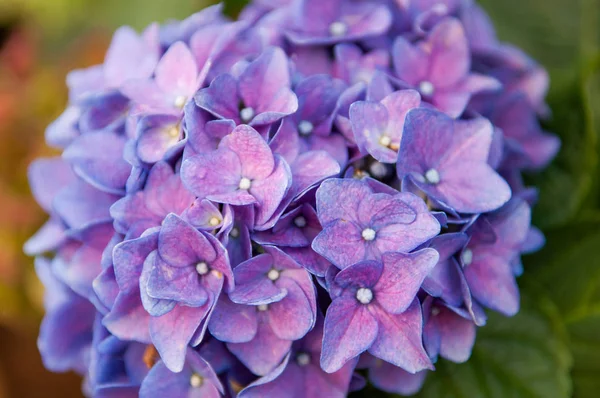 自然がいっぱいの花 — ストック写真