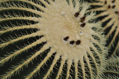 Botanik Bahçesi - doğada kaktüs. 