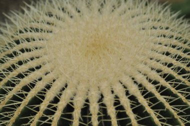 Botanik Bahçesi - doğada kaktüs. 