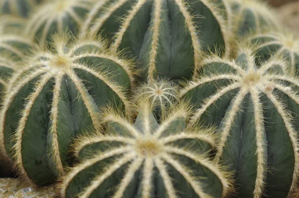 Naturaleza Jardín Botánico Cactus — Foto de Stock