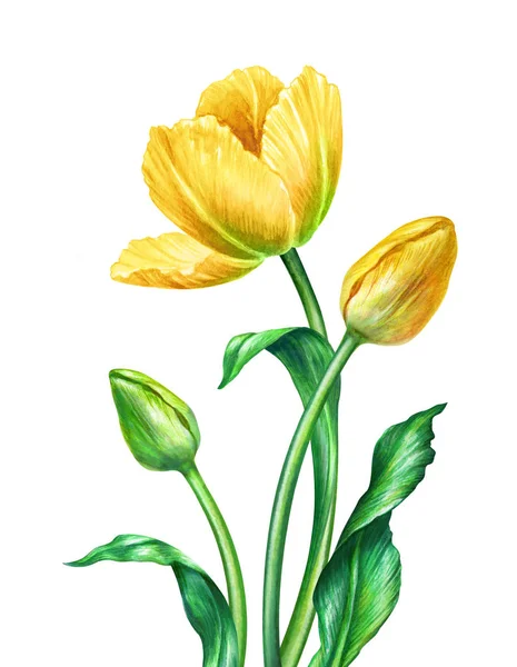 Watercolor yellow tulips, botanical illustration, isolated on white background — Stock Photo, Image