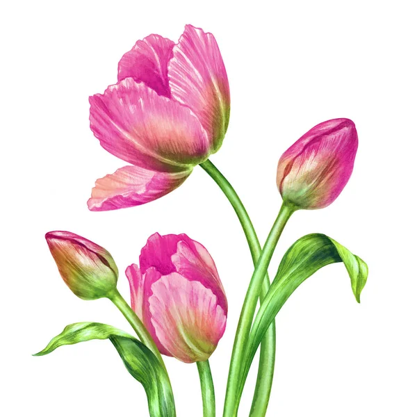 Acquerello tulipani rosa, illustrazione botanica, isolato su sfondo bianco — Foto Stock